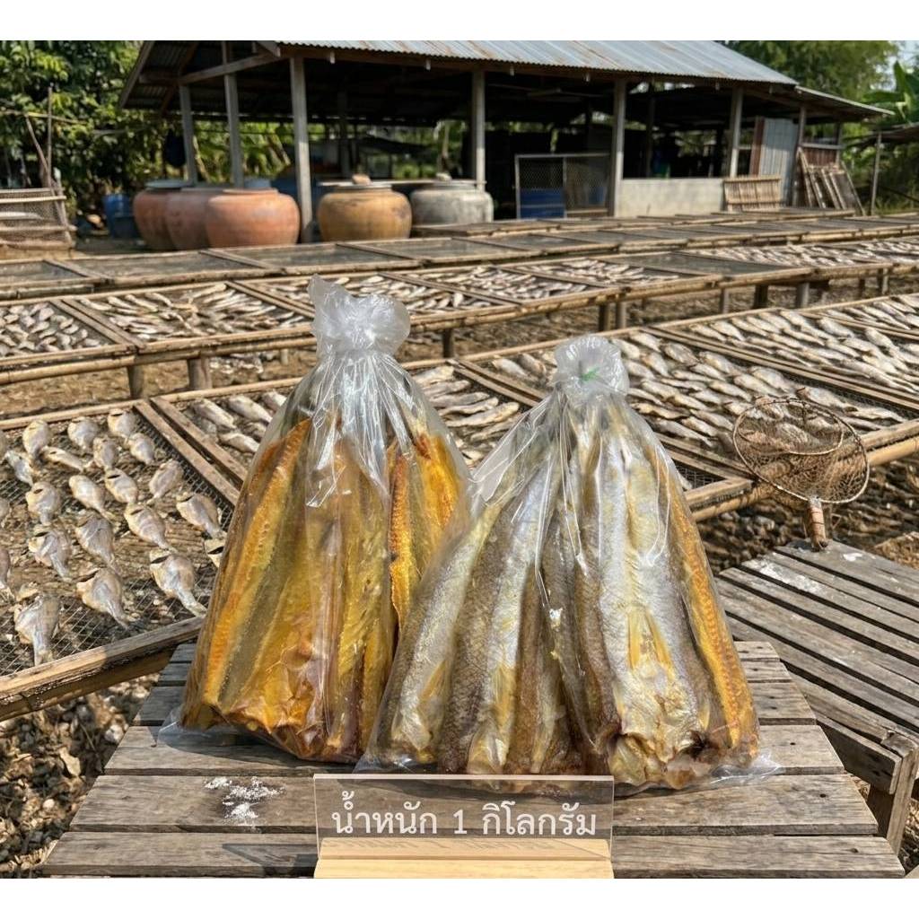ปลาช่อนทะเลตากแห้ง 1 กิโลกรัม เนื้อแน่น กรอบ ไม่เค็ม