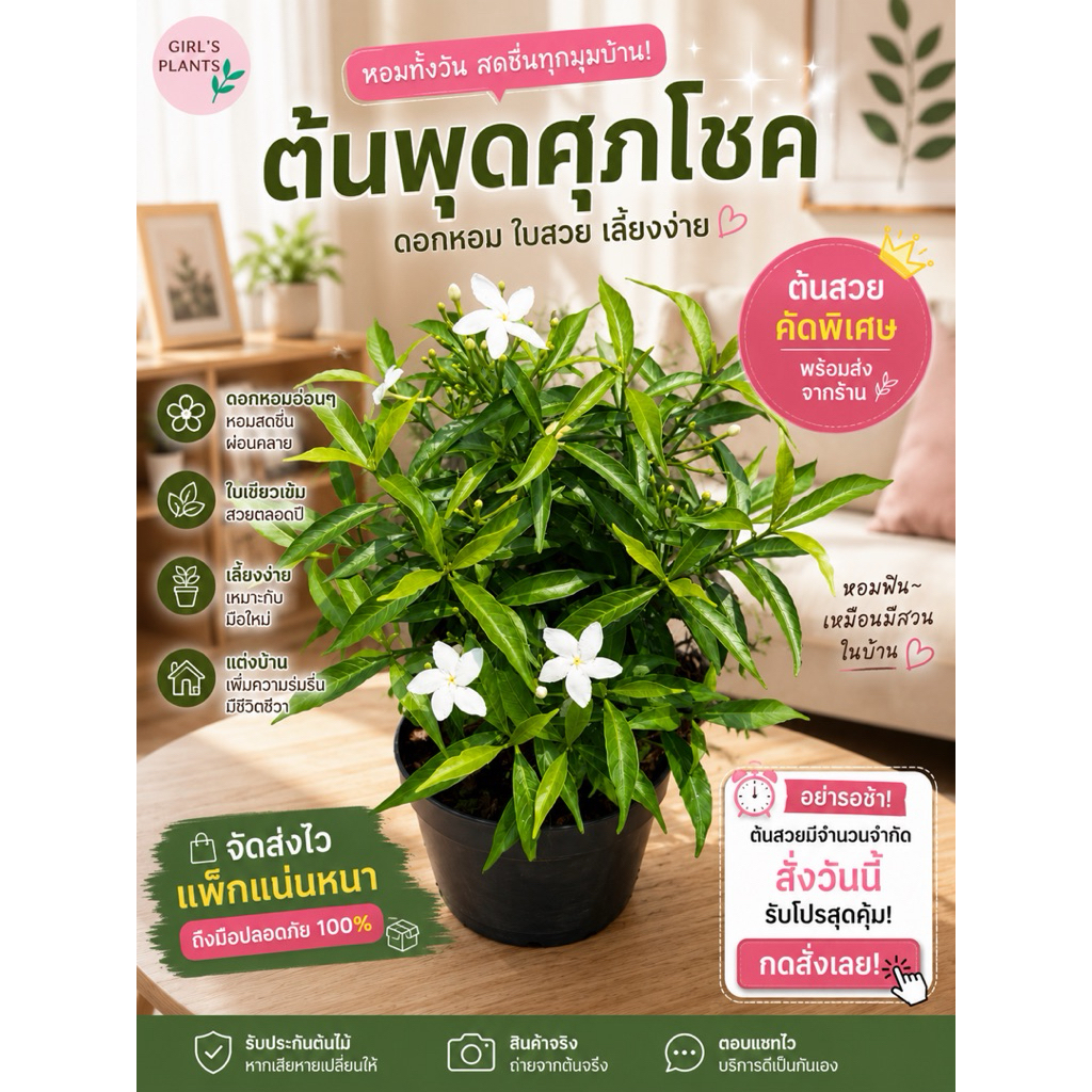 ต้นพุดศุภโชค ขนาดกระถาง 5นิ้ว ดอกขาวสวย ฟอกอากาศ พร้อมส่งจากสวน ไม้มงคลดอกหอม ปลูกประดับบ้านสวย