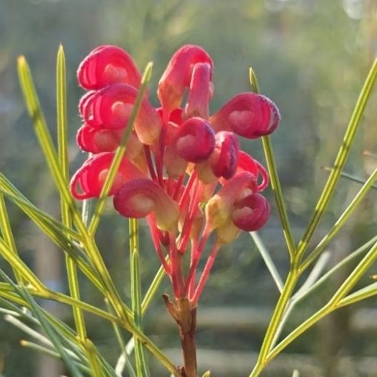 ขายกิ่งพันธุ์ สนเกรวิลเลีย บอนแอคคอร์ด (Grevillea 'Bon Accord') กิ่งทาบแท้ สูง 80-100 cm. ดอกดก สีแดงอมชมพูสด ไม้หายาก