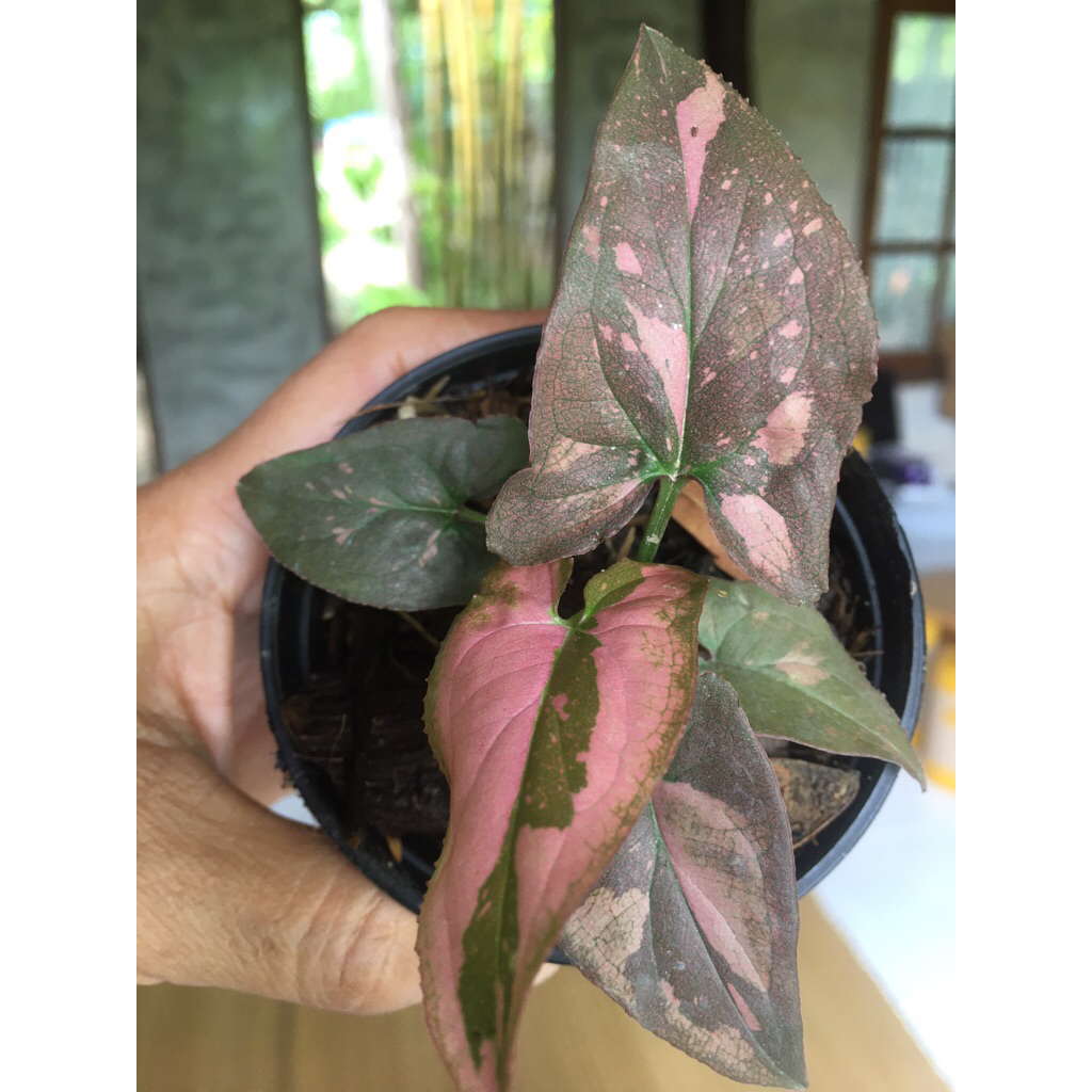 เงินไหลมาด่างชมพู (syngonium pink splash)