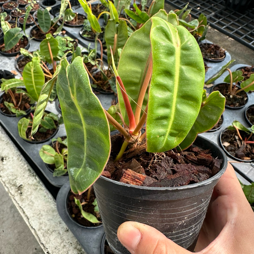 Philodendron Billietiae ก้านส้มก้านแน่น ไม้ใบ ไม้ฟอกอากาศ