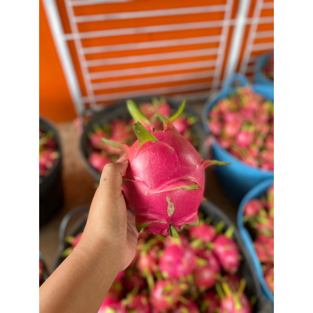 แก้วมังกร ภูเรือ เนื้อขาว 3 กิโล สินค้าพร้อมส่ง🚛