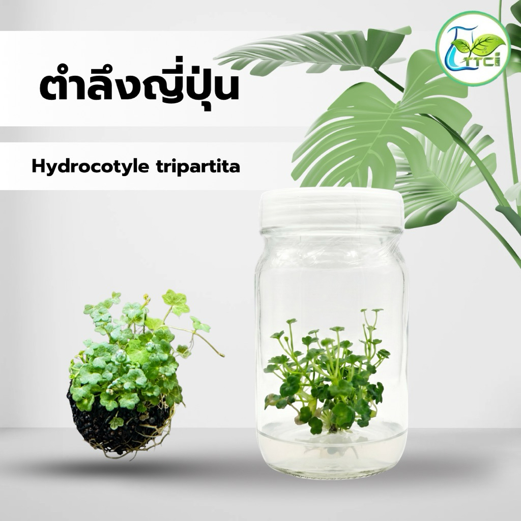 ตำลึงญี่ปุ่น | Hydrocotyle tripartita ‘Japan (ต้นเนื้อเยื่อ) แพคเกจถุง
