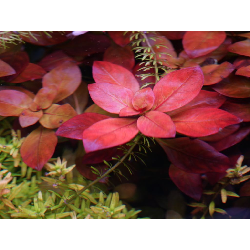 ลัดวิเจีย รูบิ้น  Ludwigia aff  glandulosa Rubin