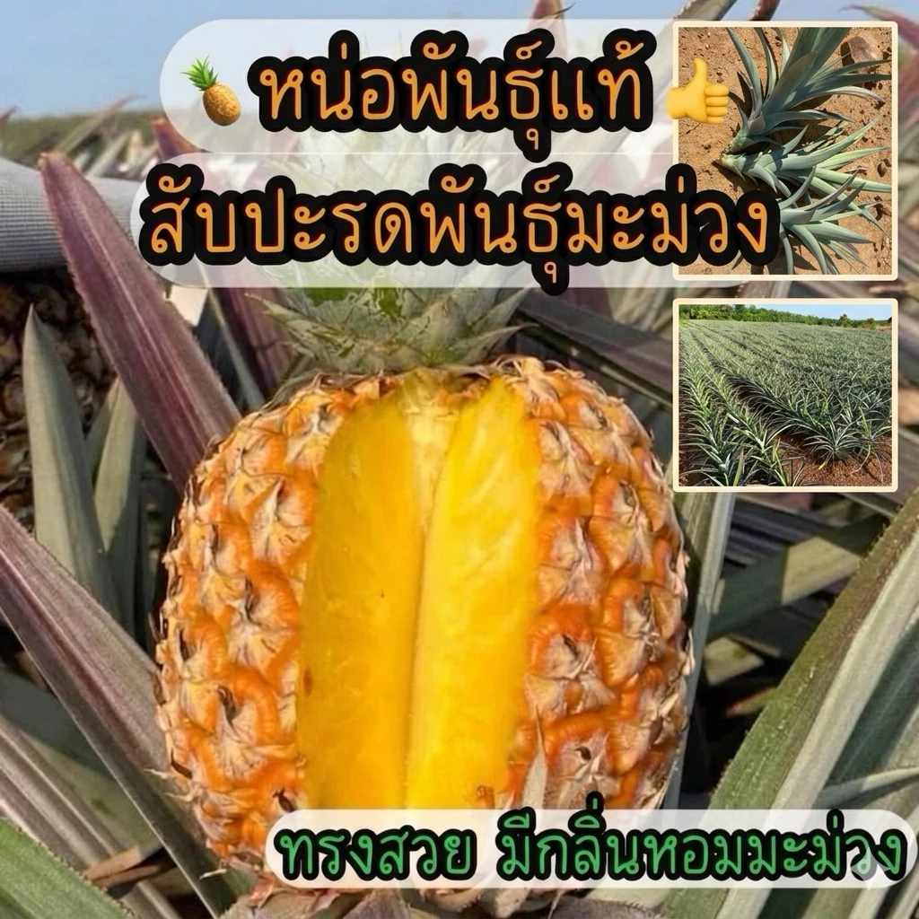 [10หน่อ] สับปะรดไต้หวัน#พันธุ์มะม่วง #มีกลิ่นหอมเหมือนมะม่วงหวานกรอบ เนื้อแห้ง #วิธีปลูกอ่านต่อที่รายละเอียดสิ้นค้า