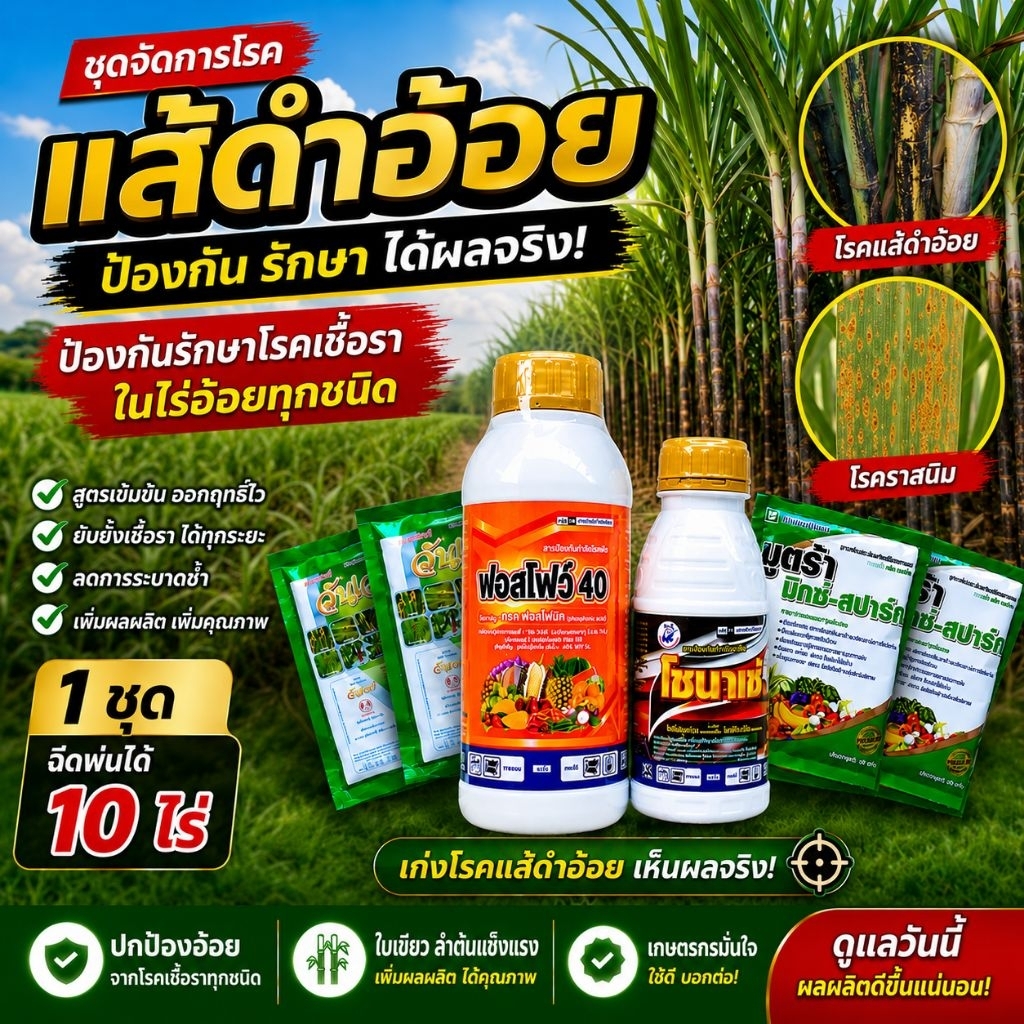 ชุดจัดการโรคเชื้อราในไร่อ้อย เก่งโรคแส้ดำอ้อย ป้องกัน + รักษาโรคเชื้อราในไร่อ้อย ลดการระบาดซ้ำฟื้นต้นเร็วอ้อยแข็งแรง