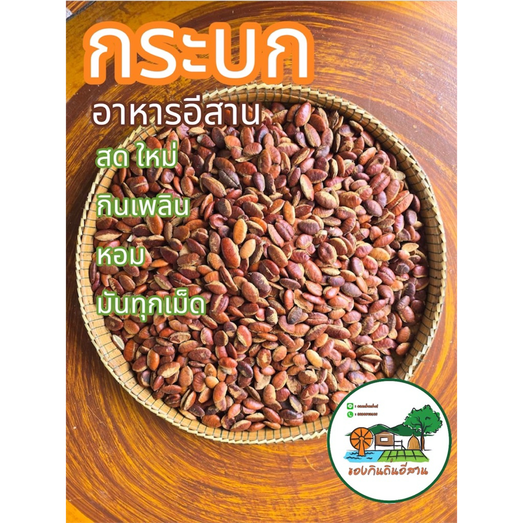 กระบกสด กระบกคั่ว พร้อมรับประทาน เม็ดใหญ่ สด ใหม่ สะอาด มีสินค้าพร้อมส่ง