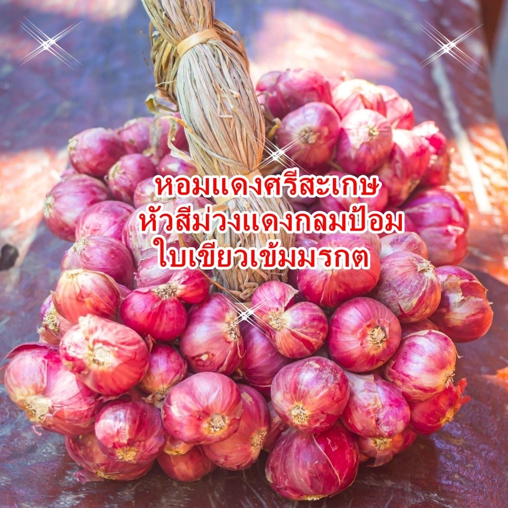 หอมแดงศรีสะเกษ สีม่วงแดง กลมป้อม มีกลิ่นฉุน ให้รสหวาน ใบเขียวเข้มมรกต