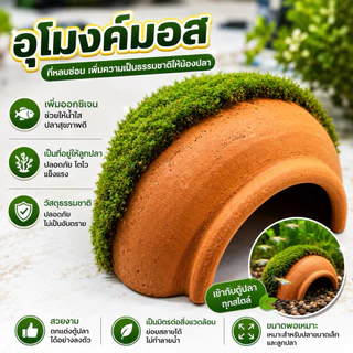 สร้างความเป็นธรรมชาติให้ตู้ แต่งตู้ปลา