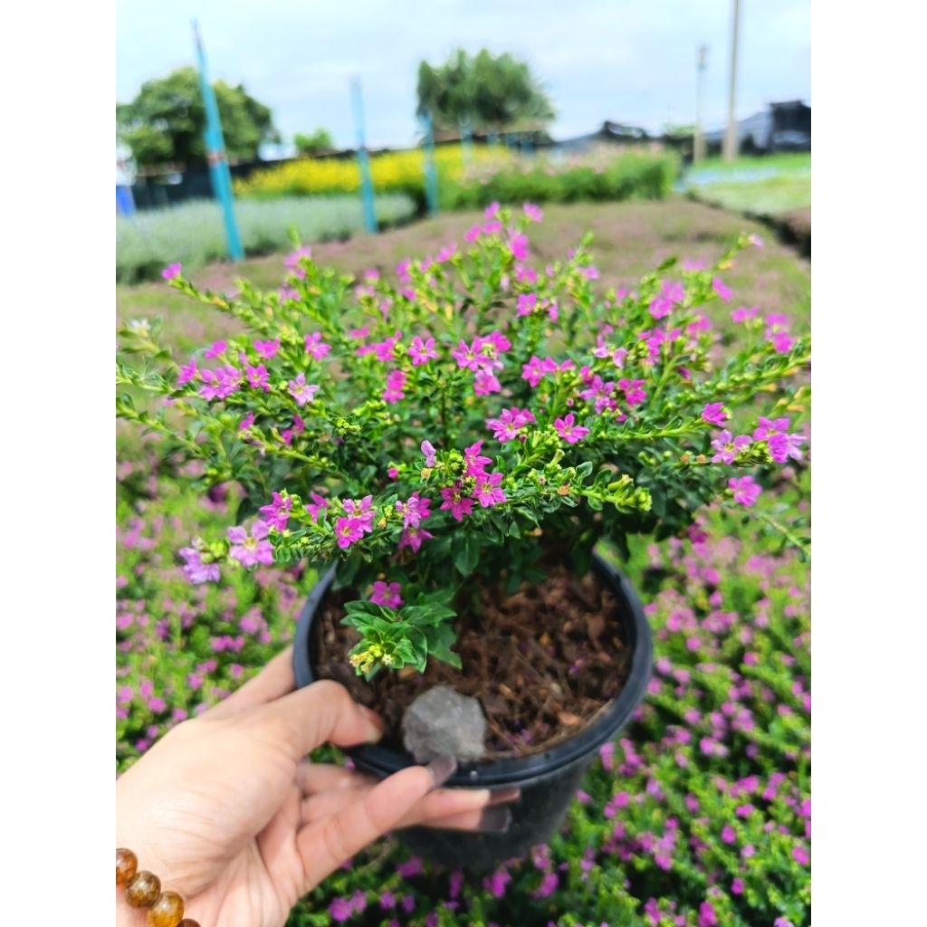 หลิวไต้หวัน “สีม่วงอมชมพู” (Elfin Herb หรือ False Heather) เป็นไม้คลุมดินขนาดเล็กที่ออกดอกตลอดปี เลี้ยงง่าย โตไว