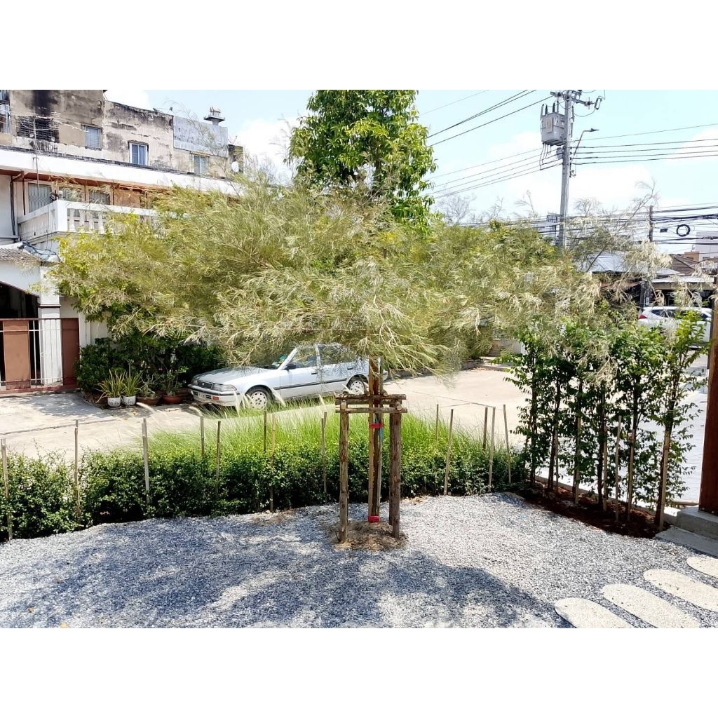 สนเกรวิลเลีย เหลืองเลื้อย แบบพุ่มใหญ่ 2 เมตรขึ้นไป