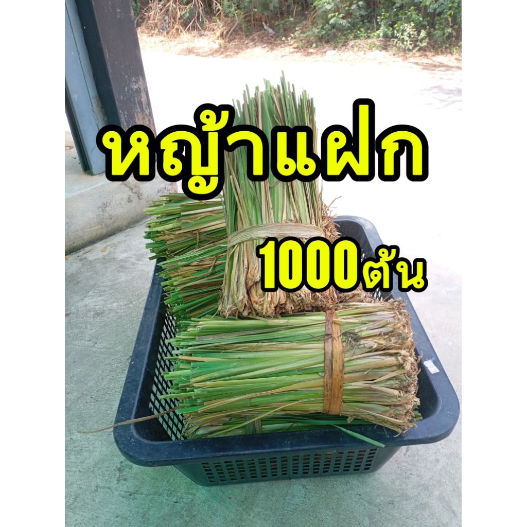 ต้นแฝก หญ้าแฝกฟื้นฟูดิน ป้องกันดินพังทลาย 1000ต้น