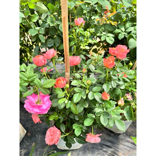 กุหลาบสายพันธุ์ฉายหงส์ เทเรซ่า (chi-hong Terrazza) ไม้พุ่มเตี้ย ดอกดก สีชมพูโอรส
