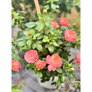 กุหลาบสายพันธุ์ฉายหงส์ เทเรซ่า (chi-hong Terrazza) ไม้พุ่มเตี้ย ดอกดก สีชมพูโอรส