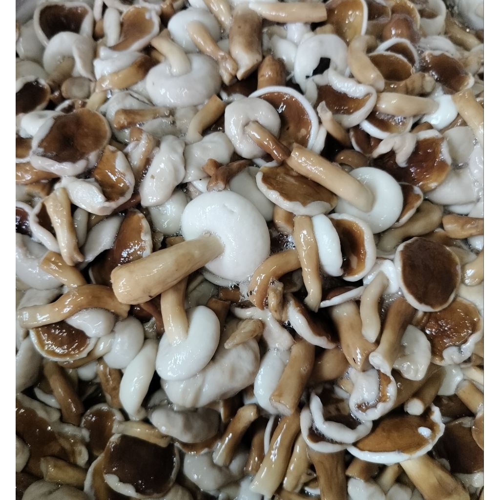 เห็ดผึ้งขมเห็ดยูคาเห็ดเหม็ดต้ม(1kg.)ปี69