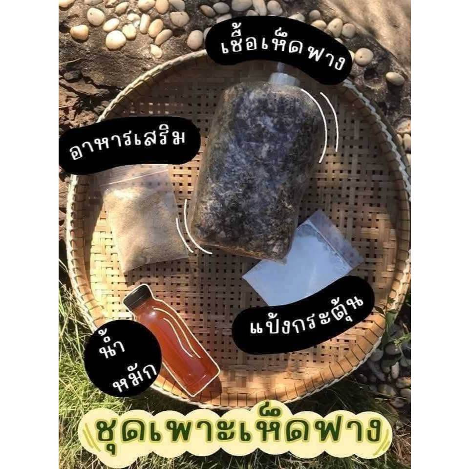 เชื้อเห็ดฟาง เชื้อเห็ดฟางคุณภาพดี เพาะง่าย ออกดอกไว เหมาะสำหรับเพาะขายและเพาะกินเอง