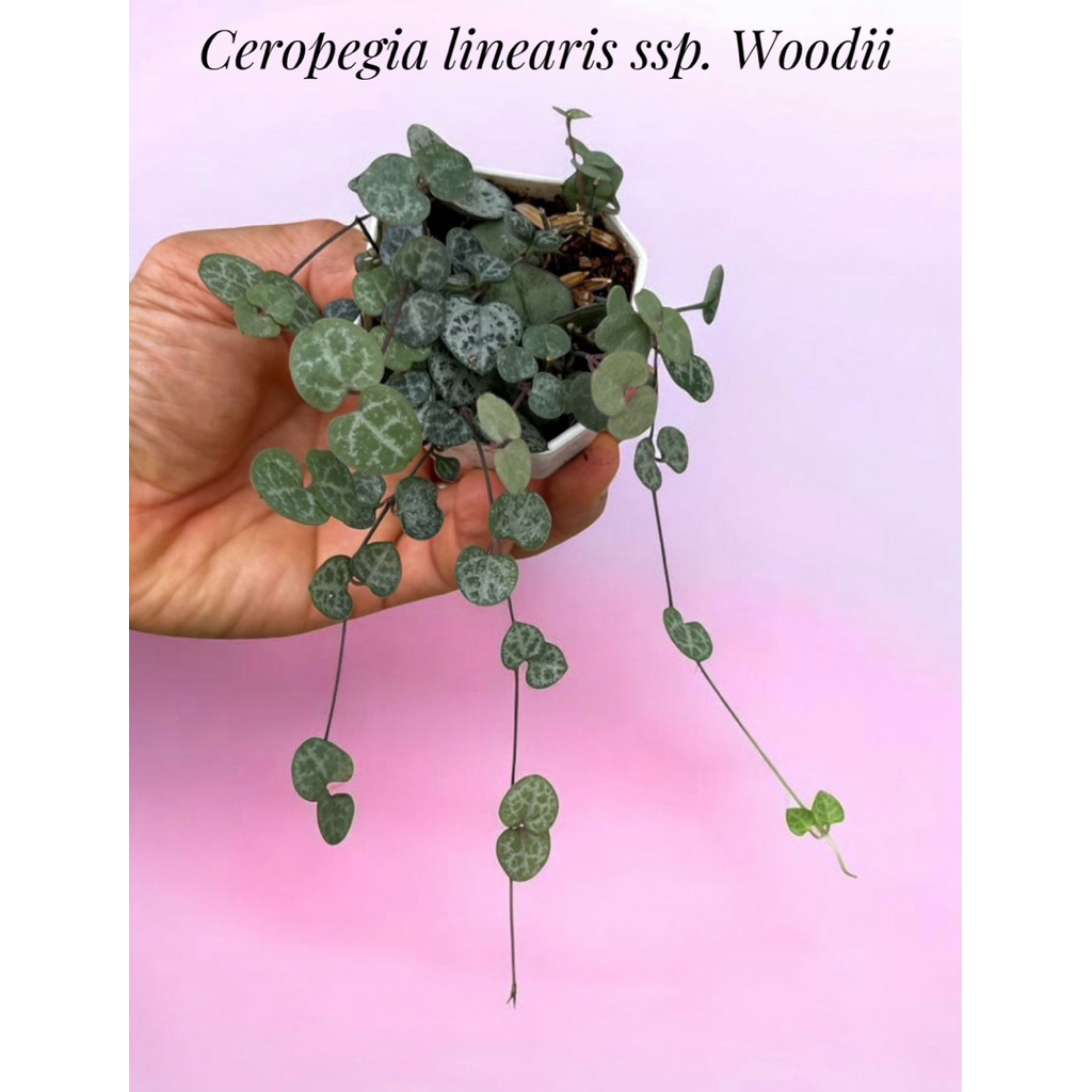 ต้นสายป่านในดวงใจ ไม้อวบนำ้ Ceropegia linearis ssp. Woodii กระถาง 2 นิ้ว