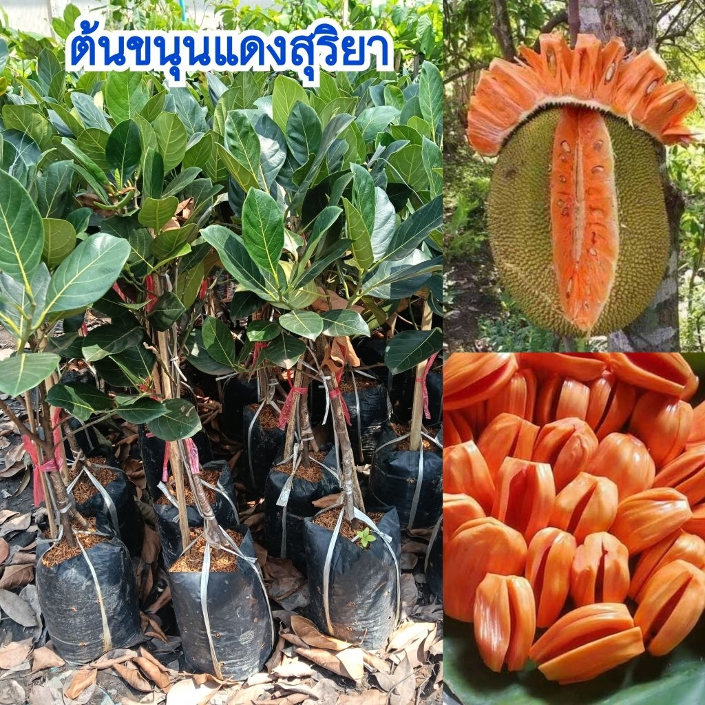 ต้นขนุนแดงสุริยา (ทาบกิ่ง) ปลูก 1 ปีติดผล สามารถปลูกได้ทุกพื้นที่