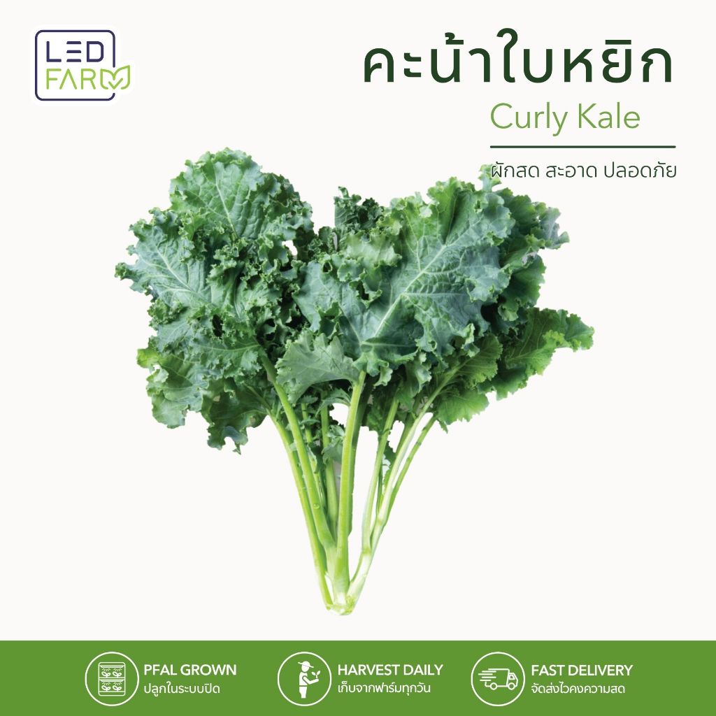 เคลใบหยิก Curly Kale ผักเคลสด ผักสลัด พร้อมทาน