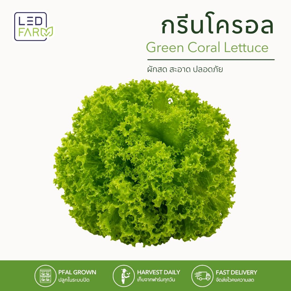 กรีนโครอล Green Coral Lettuce ผักสลัดตัดสด สดสะอาด