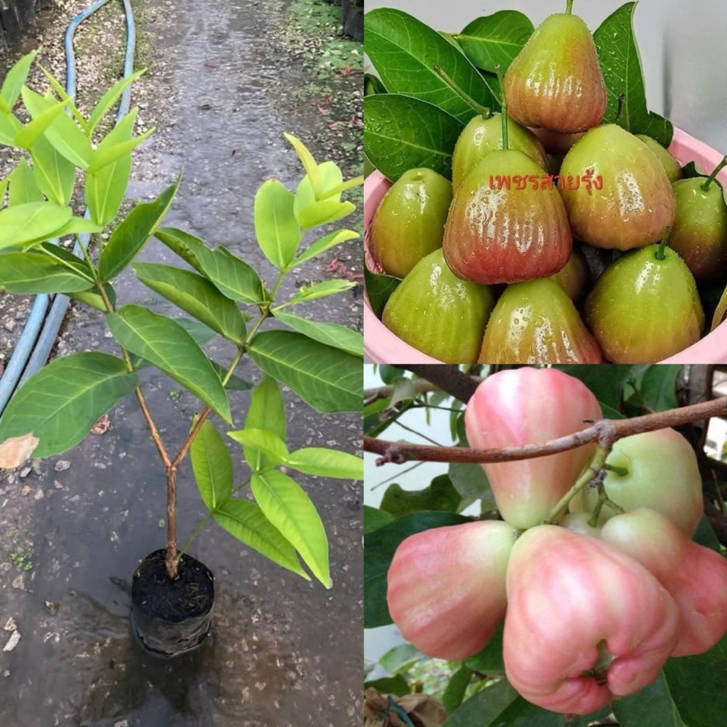 ต้นชมพู่เพชรสายรุ้งกิ่งตอน
