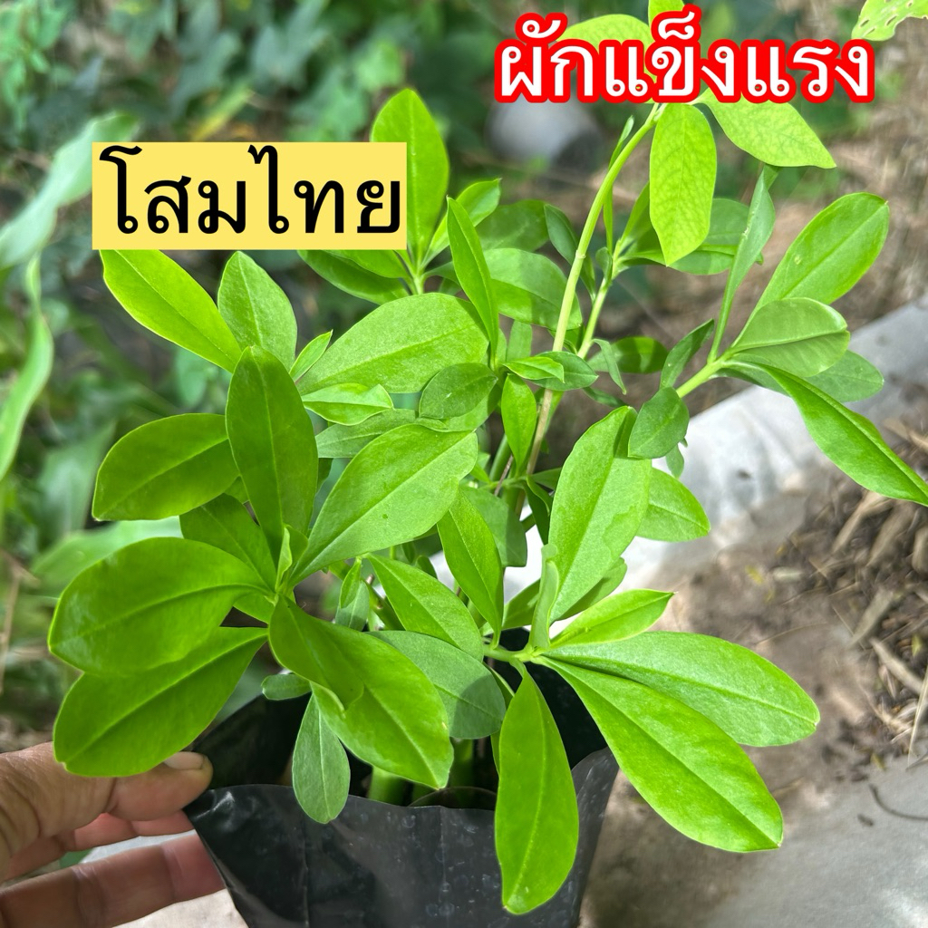 โสมไทย ผักแข็งแรง ทำน้ำผักปั่นสูตรหมอเขียว กินสดกินสุกได้