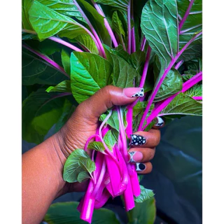 เมล็ดพันธุ์ผักโขมญี่ปุ่น ก้านชมพู Japanese Pink Amaranth เมล็ดพันธุ์แท้นำเข้า อัตราการงอกสูง ปลูกง่าย สีสวย