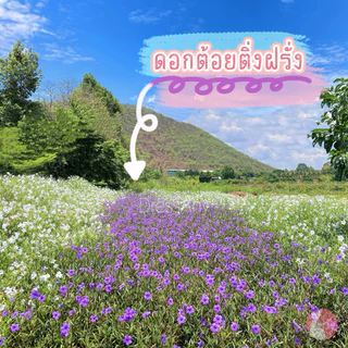 กิ่งต้อยติ่งฝรั่ง ดอกสีม่วง ขาว ชมพู ฟ้าประทานพร คละสีได้ กิ่งตัดสด ชุด50กิ่ง แถม10++