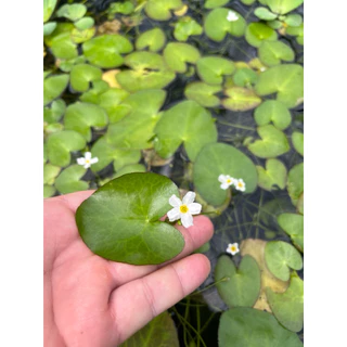 [Min]Nymphaea บัวบา เลี้ยงในน้ำเป็นใบน้ำ โผล่ขึ้นบกมีดอกน่ารัก ไม่ต้องมีคาร์บอนเลี้ยงได้ บ่อ ตู้ 3ต้นต่อชุด