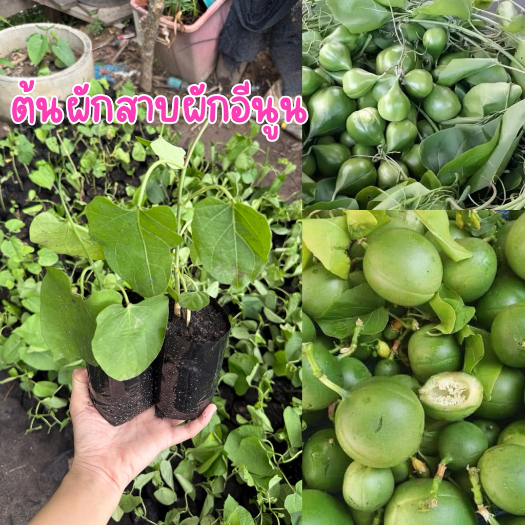 ต้นผักสาบ หรือผักอีนูน ต้นพร้อมส่ง
