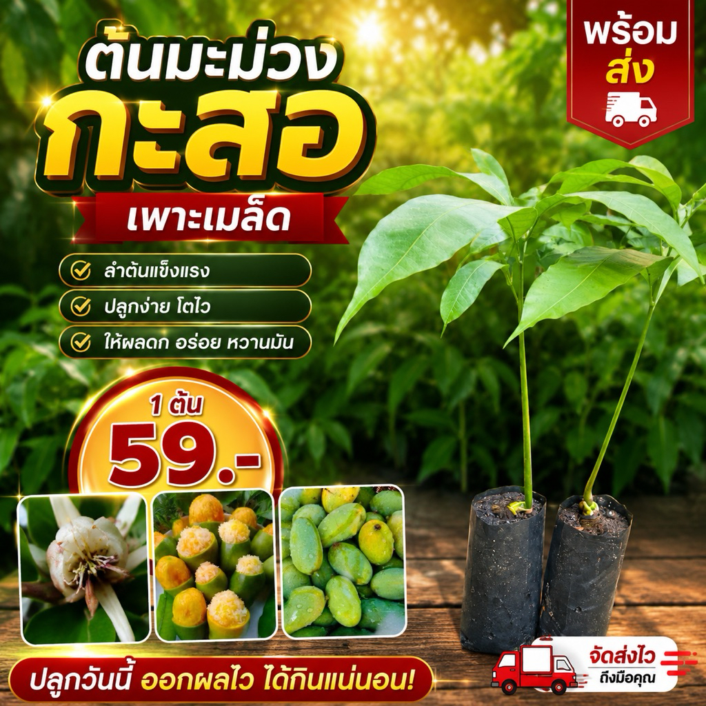 ( พร้อมส่ง 🚚 ) ต้นมะม่วงกะสอ เพาะเมล็ด 🥭 ลำต้นแข็งแรง ปลูกง่าย โตไว 1 ต้น 59 บาท