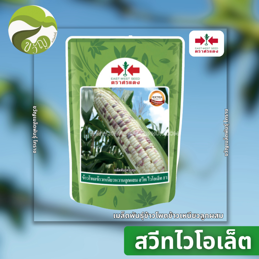 สวีทไวโอเล็ต เมล็ดพันธุ์ ข้าวโพด ข้าวโพดข้าวเหนียวลูกผสม ตราศรแดง