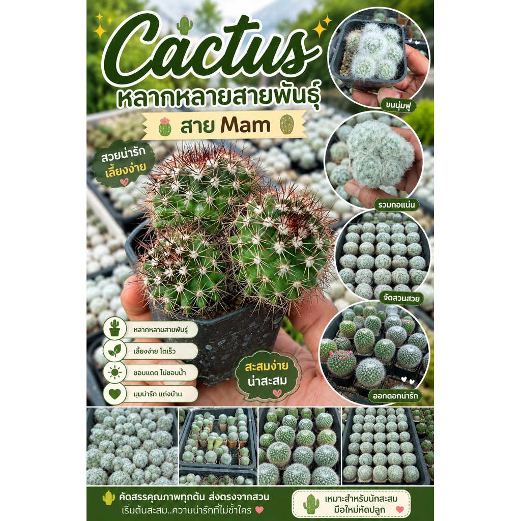 กระบองเพชรหลายสายพันธ์ ซื้อ 10 แถม 1