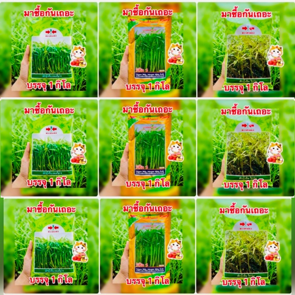 ไผ่เงิน ยอดไผ่9 รังสิต2 ตราศรแดง,ตราดาวทอง บรรจุ 1kg/ซอง