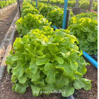 เมล็ดพันธุ์ผักสลัด กรีนโอ๊ค พันธุ์เคอแร็นท์ ( 302 ) ( ขนาด 0.5 กรัม ) ( เมล็ดเปลือย ) รหัสสินค้า 3009