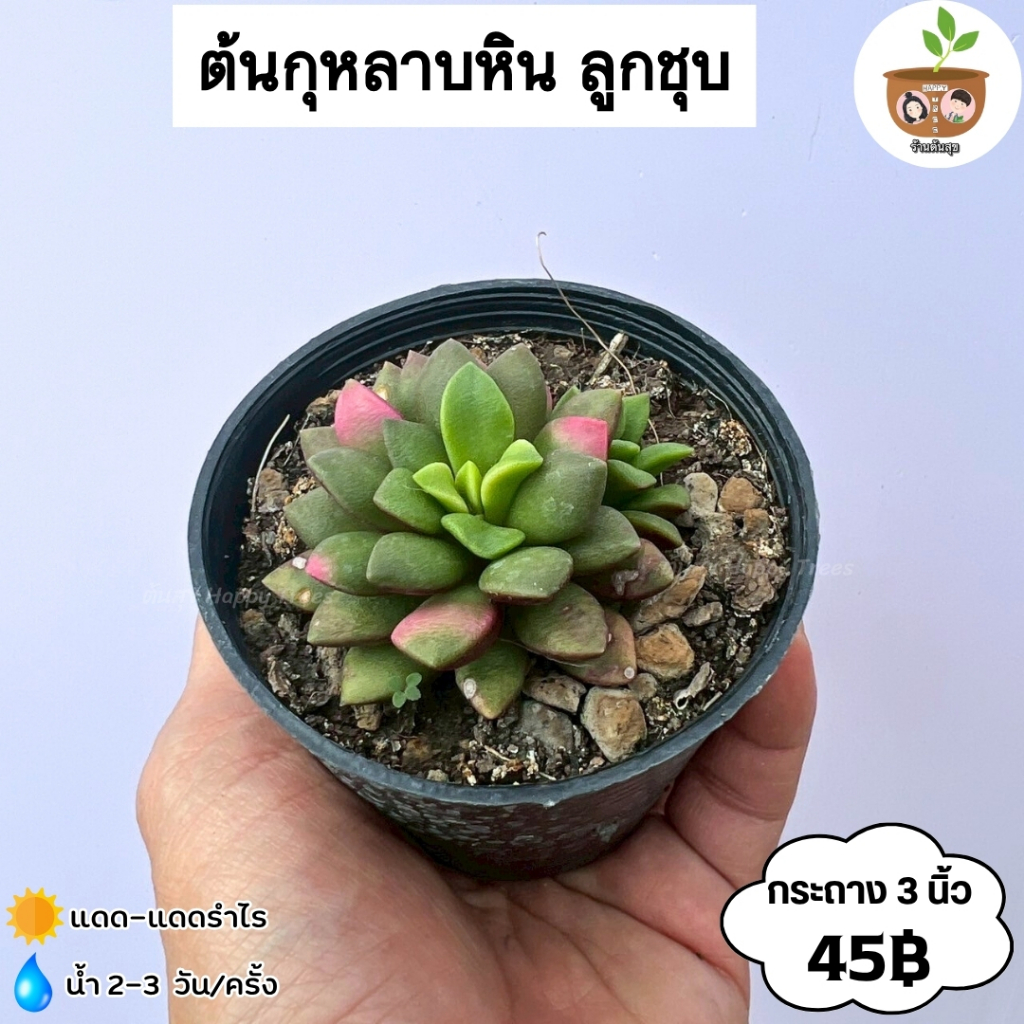 ต้นกุหลาบหิน ลูกชุบ จัดส่ง 2 ต้นขึ้นไปคละแบบไหนก็ได้