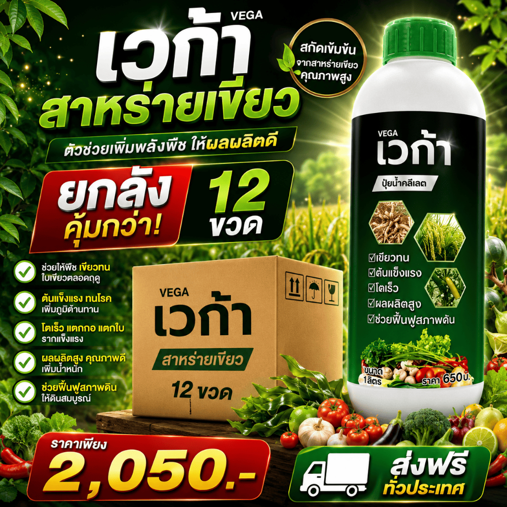 เวก้า1 (ยกลัง12ขวด) สาหร่ายเขียวสกัดเข้มข้นสูตรพรีเมี่ยม ใช้บำรุงพืชได้ทุกพืช ทุกช่วงระยะ