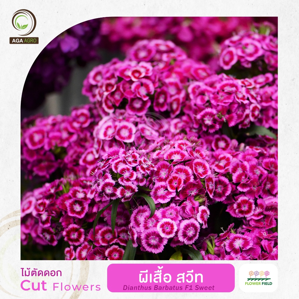 AGA AGRO I "ผีเสื้อ สวีท" ช่อดอกกลม ก้านยาม 100 เมล็ด -Dianthus F1 Sweet