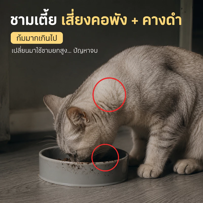 ชามอาหารสัตว์เลี้ยง ทรงเฉียง กันมด แมวและสุนัข thumbnail 3
