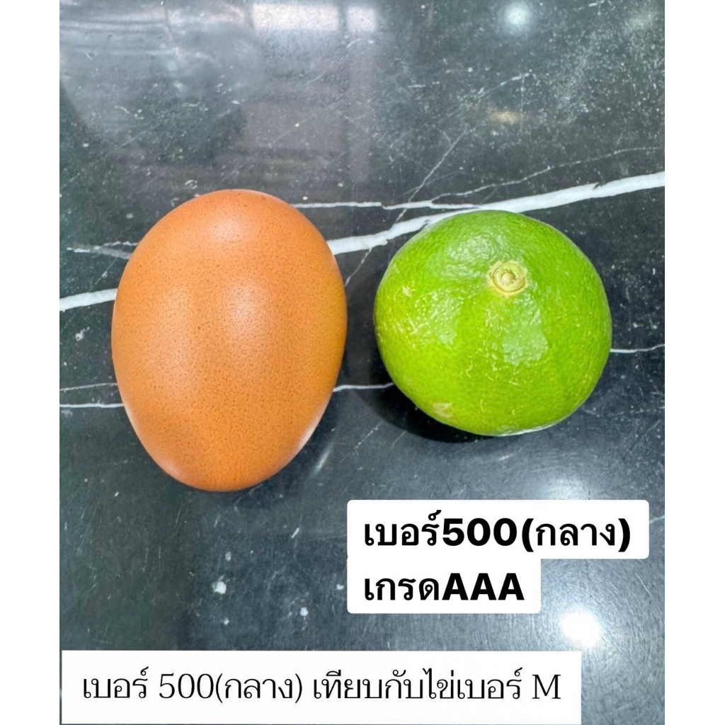 มะนาวแป้นรำไพแท้สวน เกรดAAA เบอร์500(กลาง)สวย 1กิโล 25-30ลูก เปลือกบาง น้ำเยอะ เก็บสดใหม่วันต่อวัน จากสวนดำเนิน บ้านแพ้ว