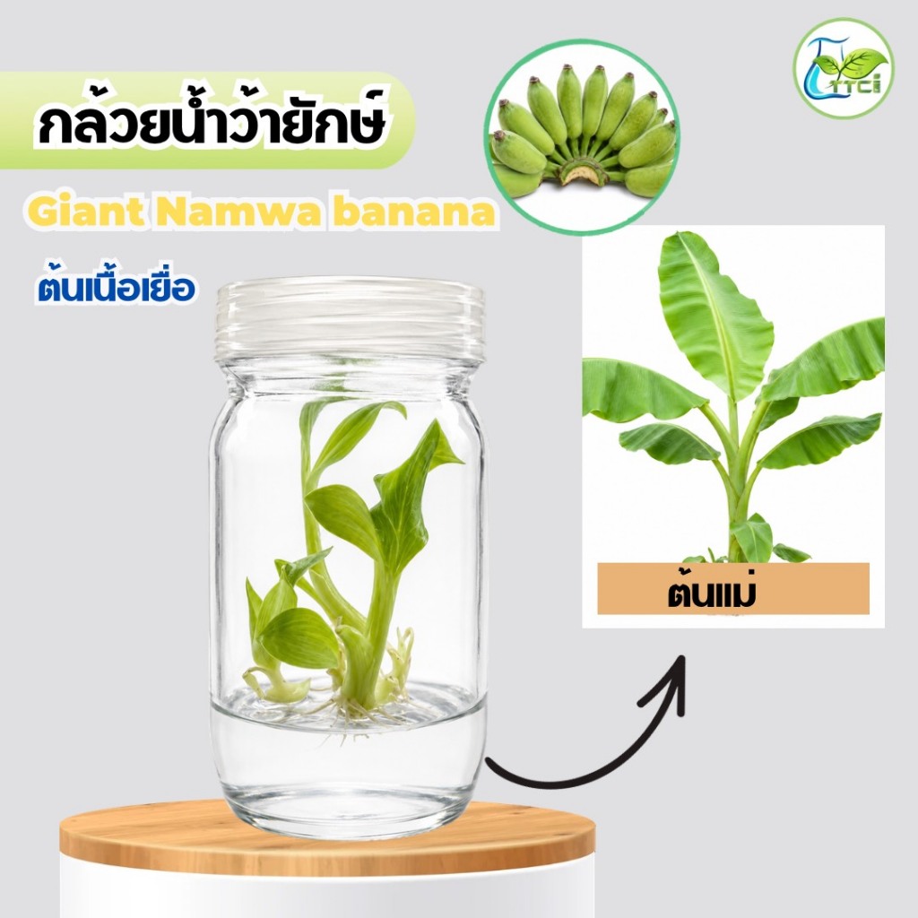 กล้วยน้ำว้ายักษ์  ต้นเนื้อเยื่อ 1ต้น  (แพ็กแบบถุง)