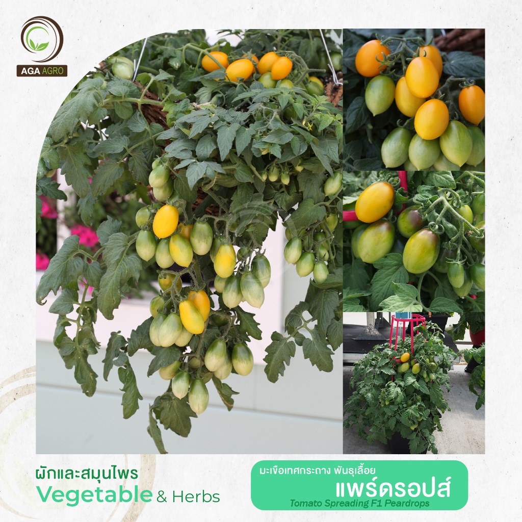 AGA AGRO I "มะเขือเทศกระถาง พันธ์เลื้อย แพร์ดรอปส์" สีเหลืองทรงลูกแพร์ 50 เมล็ด-Tomato Spreading F1 Peardrops