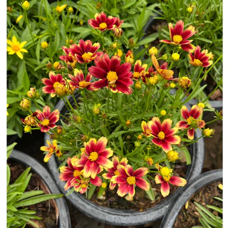 จันทร์ฉาย ดอกสีแดงเข้มน่ารัก ให้ดอกเยอะ มีดอกตลอดปี Coreopsis grandiflora 'Solar Fancy’