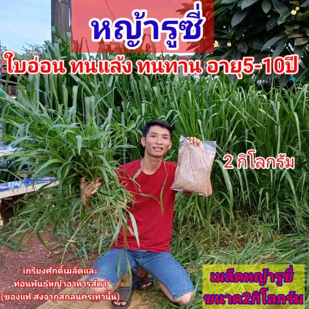 #เมล็ดหญ้ารูซี่  2กก.พร้อมปลูกเดือน ม.ค.ปี69 #หญ้ารูซี่  #ruzigrass #เกรียงศักดิ์เมล็ดและท่อนพันธุ์หญ้าอาหารสัตว์
