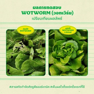 วอทเวิร์ม (Wotworm) 500 ml สารสกัดควบคุมหนอนผีเสื้อ หนอนใยผัก หนอนกระทู้ หนอนคืบ หนอนกินใบกุหลาบ เวิร์มเทค เอสวี SV