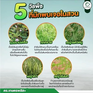 ผลิตภัณฑ์กำจัดวัชพืช Dr.เกษตรพลัส++ อินทรีย์ชีวภาพ กำจัดหญ้าแบบปลอดภัย ไร้สารเคมีตกค้าง (1แกลลอน)