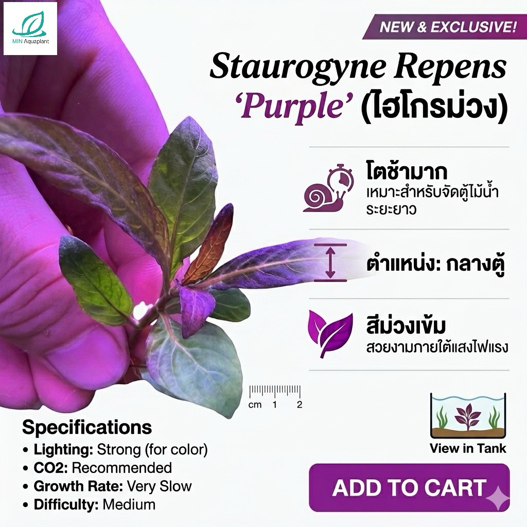 [Min]staurogyne repens purple ไม้น้ำสีม่วงไฮโกรม่วง โตช้ามาก ตำแหน่งหน้า-กลางตู้ จำหน่ายเป็นใบน้ำแท้ ถอนทั้งราก