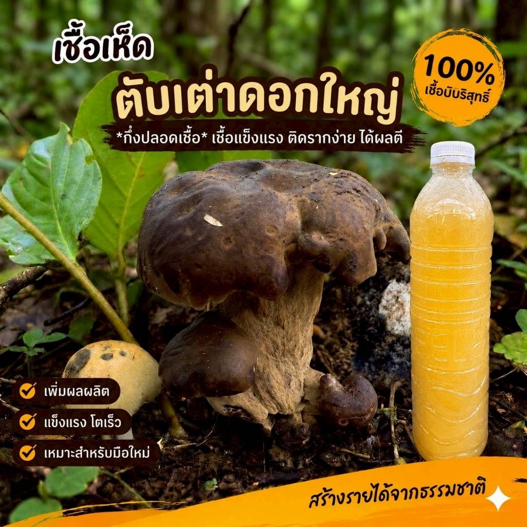 เชื้อเห็ดตับเต่าดอกใหญ่ | สูตรเส้นใยบริสุทธิ์ เดินเชื้อเร็ว | โอกาสเกิดสูงขึ้น 600มล.