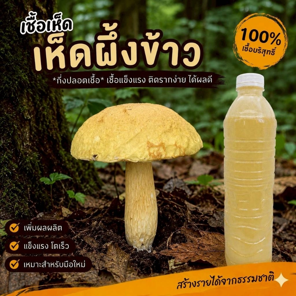 เชื้อเห็ดผึ้งข้าว | สูตรเส้นใยบริสุทธิ์ เดินเชื้อเร็ว | โอกาสเกิดสูงขึ้น | สูตรเฉพาะ พร้อมส่ง | 600 มล.
