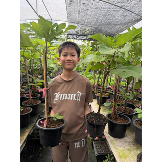 มะเดื่อฝรั่งแบล็คอิสราเอล กับ อิรักกี้ (1 ชุด ได้ทั้ง2สายพันธุ์)